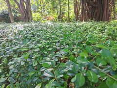 -深圳湾公园(南山区)