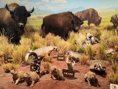 -陕西自然博物馆