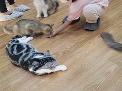 -COLOR PETS 撸猫馆·购猫·猫咖(长风大悦城店)