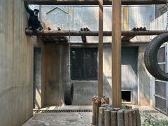 -合肥野生动物园