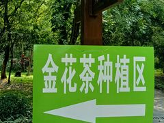 -南宁良凤江国家森林公园