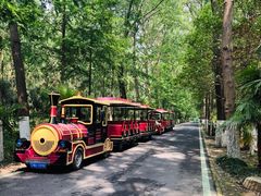 -合肥滨湖国家森林公园