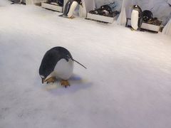 -芜湖新华联大白鲸海洋公园