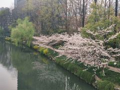 -素清香(解放路店)