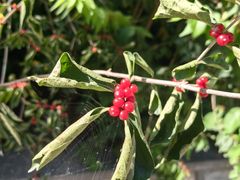 -北京西山国家森林公园