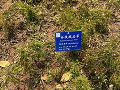 -中国科学院西双版纳热带植物园