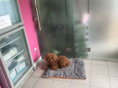-哆趣宠物医院·眼科·内镜·急重症转诊中心(上海店)