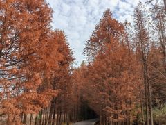 -溱湖国家湿地公园