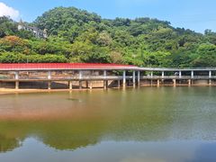 -银湖山郊野公园-相思林