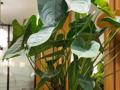 -闫府私房菜·百年鲁菜(恒隆店)