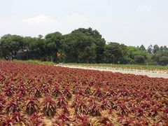 -松山湖梦幻百花洲