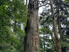 -天目山大树王景区