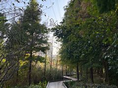 -昆山城市生态森林公园