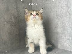 -小猫来了·猫舍(红山六九七九店)