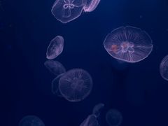 -正佳极地海洋世界