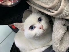 -特一安24小时宠物医院·骨科·中兽医
