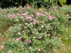 -人民公园(罗湖区)