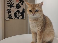 -有喵·猫咖·狗咖·30几只猫10只小狗(岗厦店)