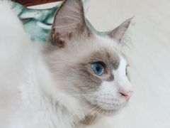 -猫亿天猫咖