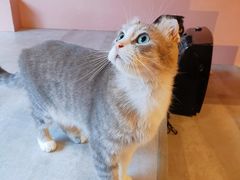 -猫儿山۰猫主题餐厅