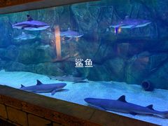 -萌宠奇缘