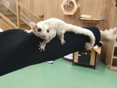 -藦茜花园宠物主题亲子互动体验馆(国顺东路店)