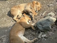 -栾川竹海野生动物园