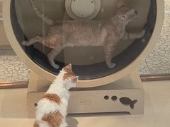 -momokira米努特·德文卷毛猫·棉花面纱犬