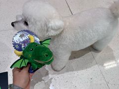 -帕帕拉兹宠物(亚洲旗舰店)