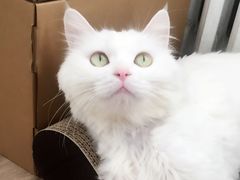 -纳吉亚猫专科动物医院博雅分院