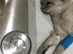 -米苏动物医院·犬猫专科·骨科外科内窥镜