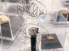 -北京周口店北京人遗址博物馆