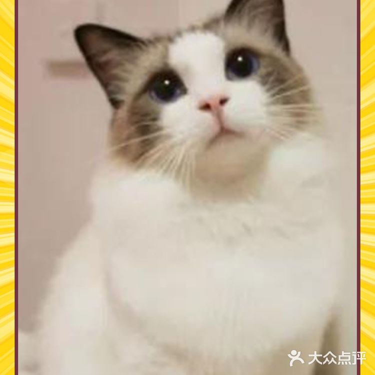 我还是个小猫咪我为什么要打疫苗？【盛京万博宠物医院】