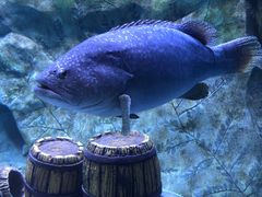 -渔火·特色餐厅(佘山世茂洲际酒店)