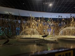 -上海长江河口科技馆