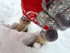 -北海道厅旧本厅舍(旧本庁舎)