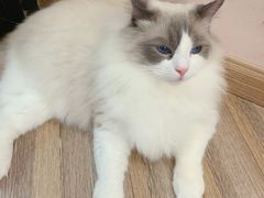 -酷豆宠物咖啡·宠物美食·撸猫馆