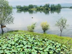 -三岔湖高家庄农家乐烤全羊柴火鸡翘壳鱼(三岔湖店)