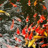 藏在园林里的平阊面馆