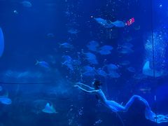 -烟台海昌鲸鲨海洋公园