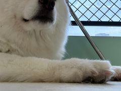 -怪兽屋·羊驼·猫咖·狗咖(俊华广场店)