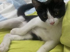 -佳雯宠物医院·皮肤科·内外科(春晓路分院)