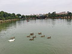 -麻涌飞鸭开心农场