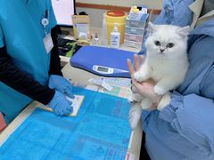 -艾贝尔宠物诊疗