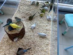 -怪兽屋·羊驼·猫咖·狗咖(俊华广场店)