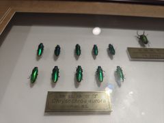 -上海昆虫博物馆