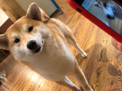 -柴务处·柴犬主题狗咖