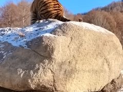 -横道河子东北虎林园