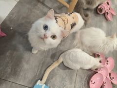 -楼上猫咖(罗湖店)