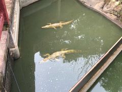 -清迈夜间动物园